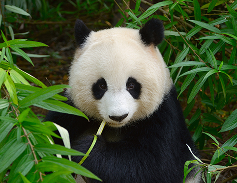 Special offer to Chengdu. Click here to learn more