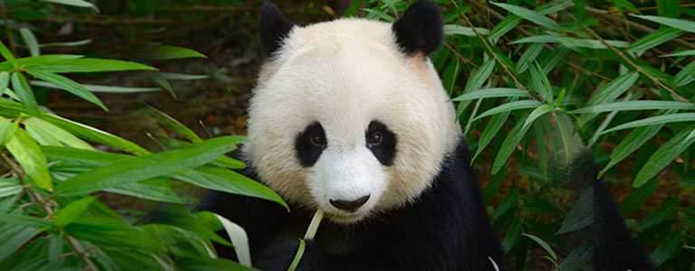 Special offer to Chengdu. Click here to learn more