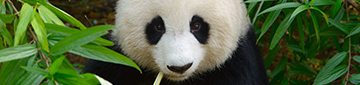 Special offer to Chengdu. Click here to learn more