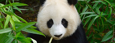 Special offer to Chengdu. Click here to learn more