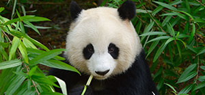 Special offer to Chengdu. Click here to learn more